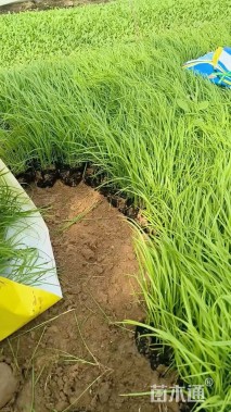 高度20厘米紫穗狼尾草