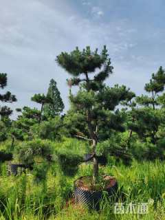高度200厘米黑松