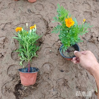 高度25厘米孔雀草
