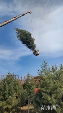 高度200厘米白皮松