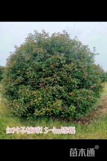 冠幅350厘米红叶石楠球