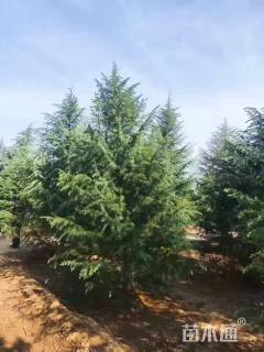 高度600厘米雪松