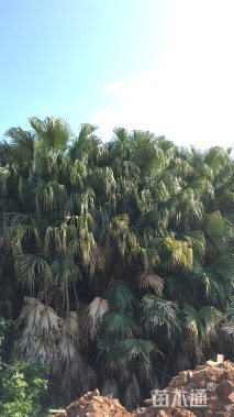 裸干高100厘米蒲葵