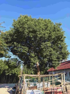50公分香樟