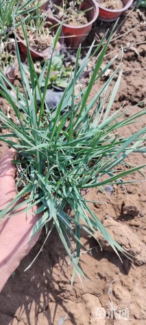 高度15厘米地被菊