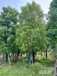 35公分香樟