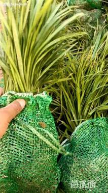 高度25厘米细叶麦冬草