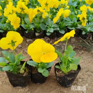 高度10厘米三色堇