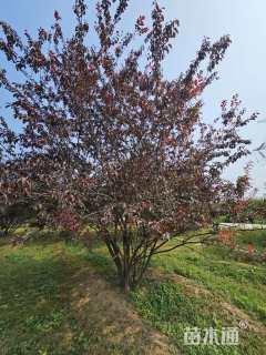 高度400厘米丛生紫叶李