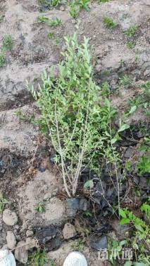 高度50厘米水蜡