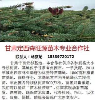 高度300厘米云杉