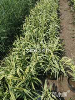 高度30厘米花叶芦竹