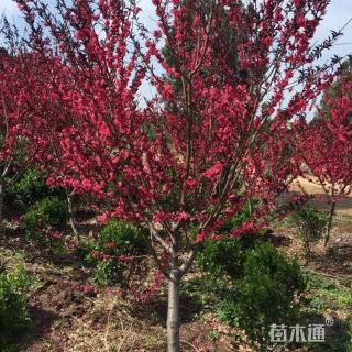 10公分红叶碧桃