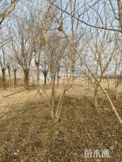 高度700厘米丛生五角枫