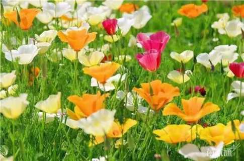 花草种子花菱草种子