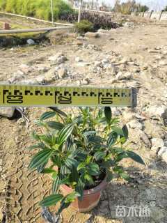 高度28厘米鸭脚木