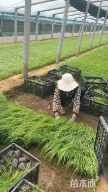高度40厘米白茅