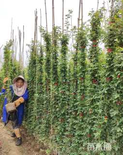 120厘米藤本月季