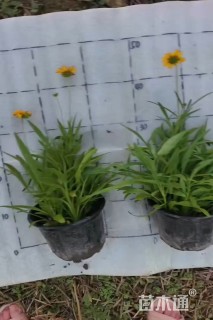 高度25厘米金鸡菊