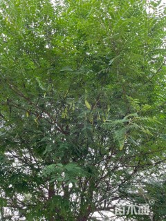 皂荚