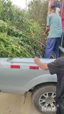 高度180厘米丛生蜡梅