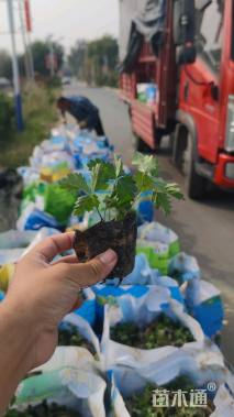 高度20厘米三叶委陵菜