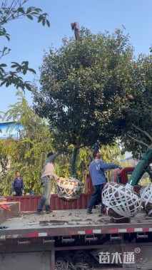 15公分红叶石楠