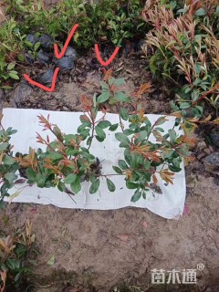 高度50厘米红叶石楠小苗