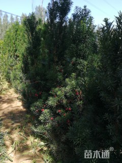 高度160厘米曼地亚红豆杉