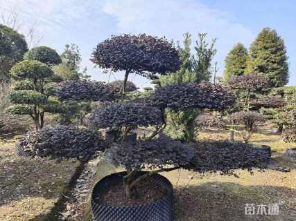 10公分造型红花继木桩