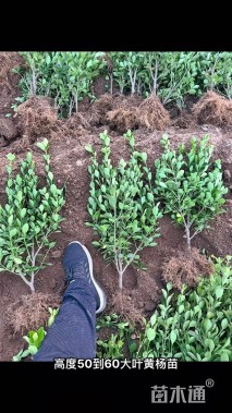 高度40厘米大叶黄杨小苗