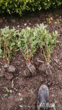 高度50厘米金丝桃