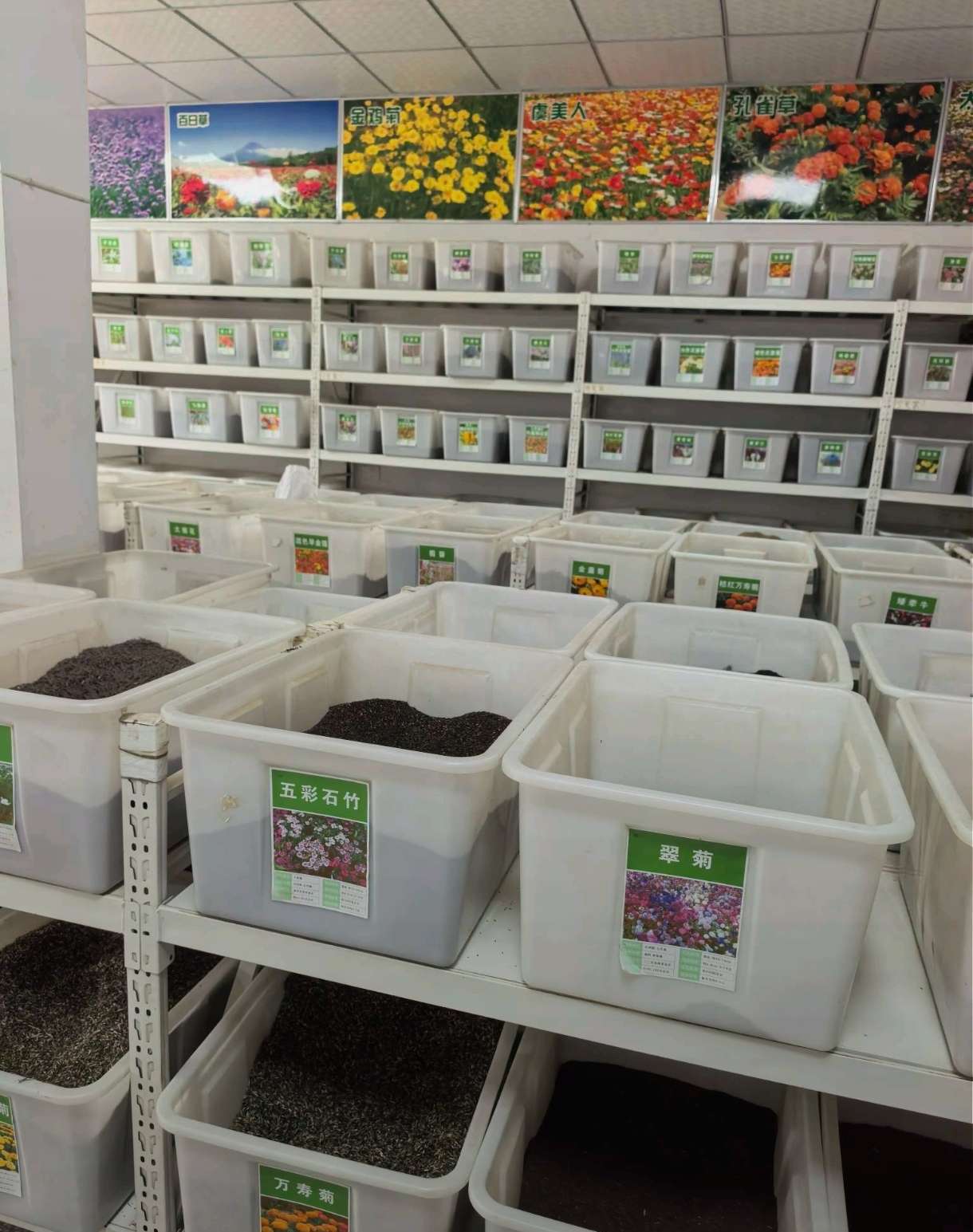 雏菊种子雏菊种子