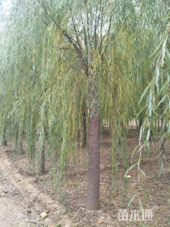 18公分青皮垂柳