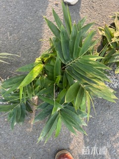 大杯苗箬竹