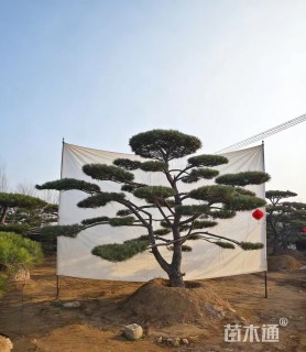 高度450厘米分层黑松