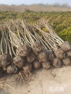 高度120厘米木芙蓉