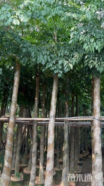 8公分幌伞枫