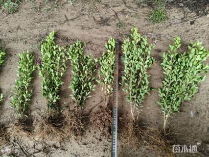 高度30厘米瓜子黄杨