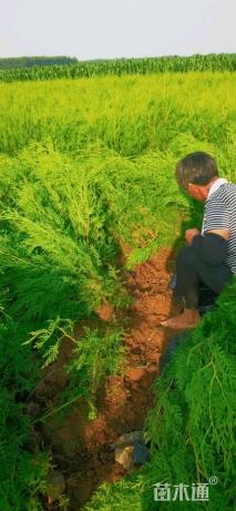 高度80厘米侧柏