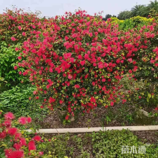 高度50厘米杜松小苗