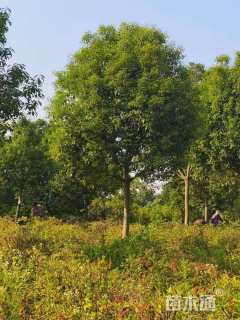 14公分红果冬青