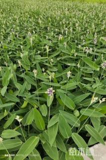 高度40厘米再力花