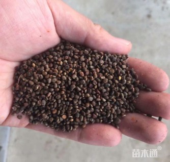 火炬树种子