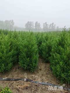 高度200厘米蜀桧