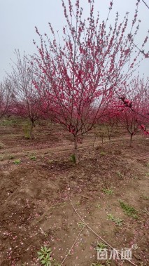 8公分红叶碧桃