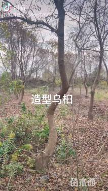 6公分枇杷