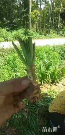 高度5厘米蜘蛛兰