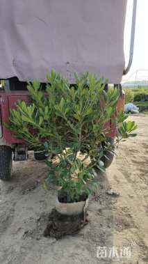 高度60厘米海桐