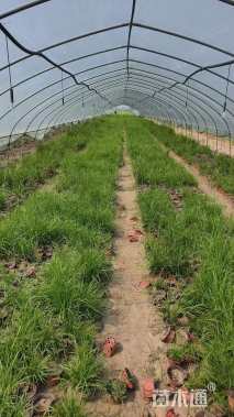 高度25厘米拂子茅